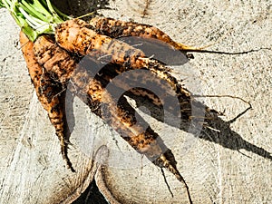 Fresh carrots freshly picked in the natural garden, dirty soil on a wooden trunk