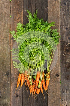 Fresh carrots after gathering, flat lay