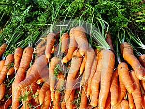 Fresh Carrots, Greek Street Market