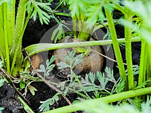 Fresh carrots growing in carrot field. Vegetable grows in the garden in the soil. Carrots on garden soil. Harvest. Agriculture