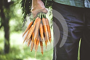 Fresh carrots in hands