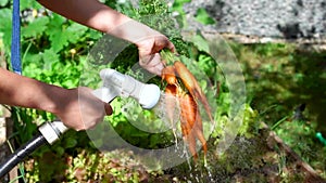 Fresh carrots with haulm washing close up. A farmer holds a bunch of carrots and washes them with a hose. Carrots have