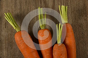 Fresh carrots high in sandy soil