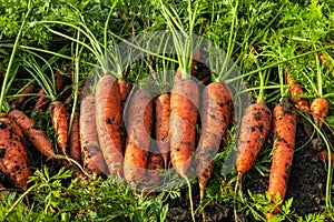 Fresh carrots just dug out of the ground