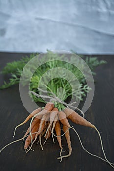 Fresh carrots on an old wooden board. Space for text