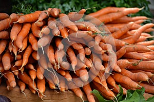 Fresh carrots in summer time ...in summer