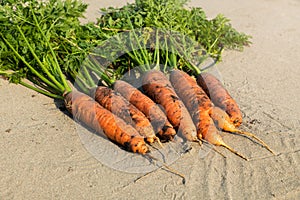 Fresh carrots are taken from the ground and placed on the sand