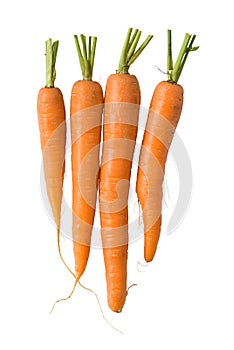 Fresh carrots on white