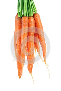 Carrots on white background