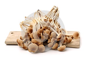 Fresh carrotsome oriental willow mushrooms, or brown tea tree mushrooms