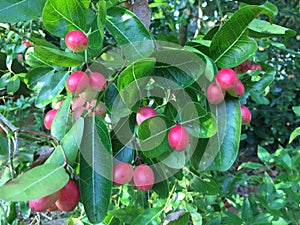 Fresh carunda fruit
