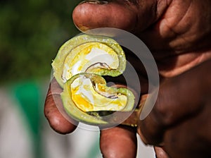 Fresh Cashew, Sainte Marie`s Island, Analanjirofo, Madagascar