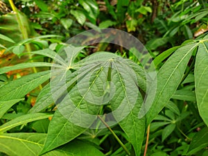 fresh cassava leaves among the lushness of other plants.