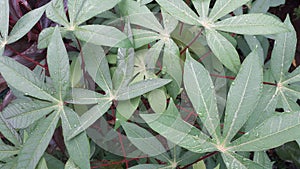 Fresh cassava leaves with raindrops splashing on it, cassava leaves background