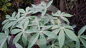 Fresh cassava leaves with raindrops splashing on it, cassava leaves background