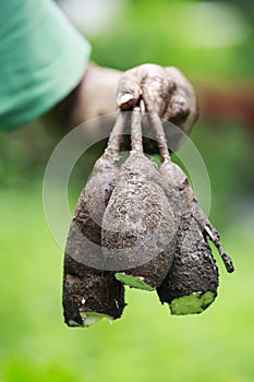 Fresh Cassava Roots