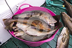 Fresh catch cod on the boat, ocean and sea fishing, Iceland