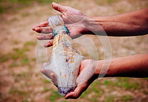 Fresh catch cuttlefish squids in man hands