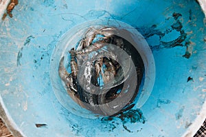 Fresh catch of eel and fresh water shrimp in a blue pail - a traditional Asian lifestyle
