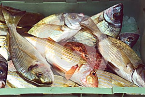 Fresh catch of fish, scorpion fish, red mullet, gilt-head sea bream