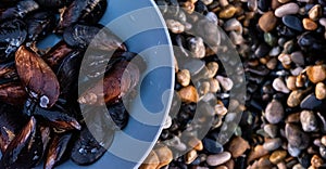 A fresh catch of mussels on the wet shore of the sea in a grey plate