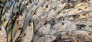 Fresh catch raw fish market showing fresh fish eyes