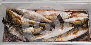 Fresh catch of redfish and black drum