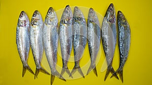 Fresh catch sardines fish in a chopping board ready for cooking