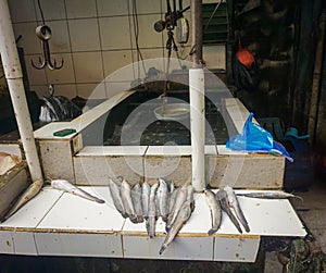 Fresh Catfish at fishmonger photo taken in Jakarta Indonesia