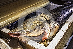 Fresh catfish inside a Styrofoam box