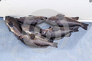 Fresh Caugh Black Rockfish Haida Gwaii Sport Fishing