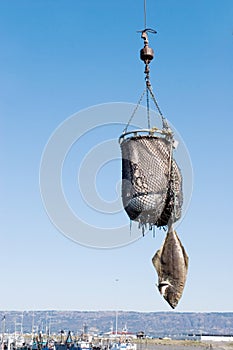 Fresh caught Alaskan halibut