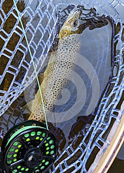 Fresh caught Brown Trout while fly fishing in river