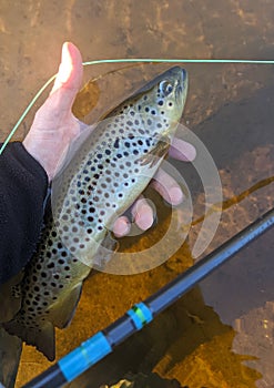 Fresh caught Brown Trout while fly fishing in river