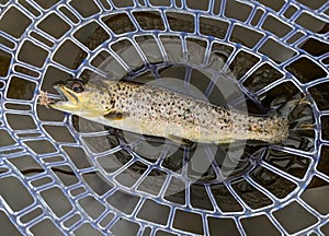 Fresh caught Brown Trout while fly fishing in river