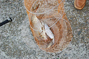 Fresh caught fish in nets