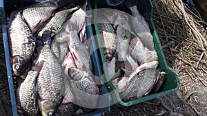 Fresh caught lake fishes in boxes 4K
