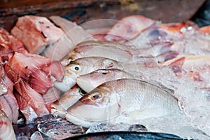 Fresh-caught sea fish