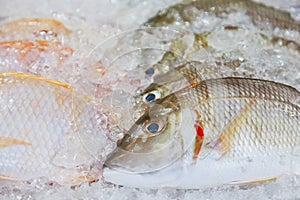 Fresh-caught sea fish