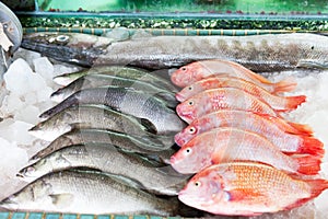 Fresh-caught sea fish