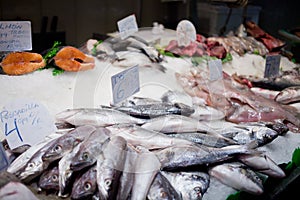 Fresh-caught sea fish