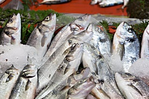 Fresh-caught sea fish