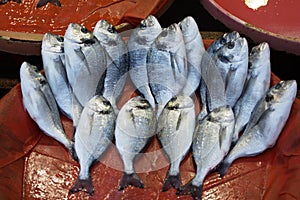 Fresh-caught sea fish