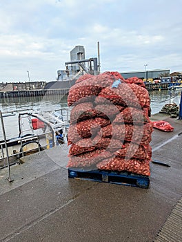 Fresh caught Sea food uploaded from fishing boat at Whitstable harbour