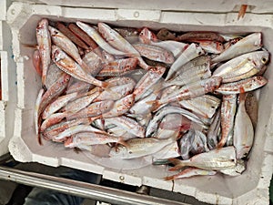 Fresh caught seafood in a box at fish market