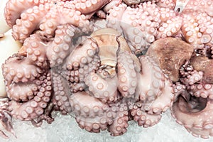 fresh-caught seafood, octopuses on ice at the fish market, background