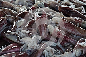 Fresh caught squids