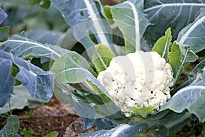 Fresh Cauliflower photo