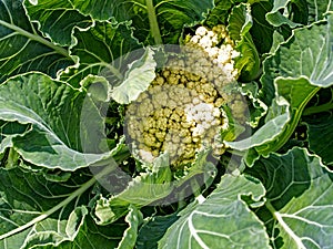 Fresh cauliflower grows and Matures in the garden