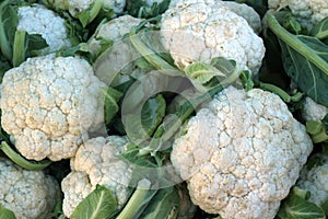 Fresh cauliflower. Vegetables for cooking. photo